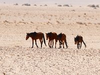 Wilde paarden van de Namib.